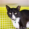 adoptable Cat in kissimmee, FL named Francis