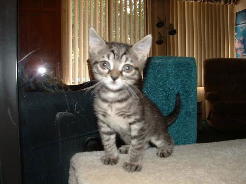 Chops Motley Cooper Mar 2007