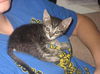 Chops Motley Cooper Mar 2007