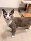 adoptable Cat in kissimmee, FL named Wally