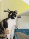 adoptable Cat in kissimmee, FL named Baby Jane