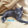 adoptable Cat in Saint Cloud, FL named Jacob