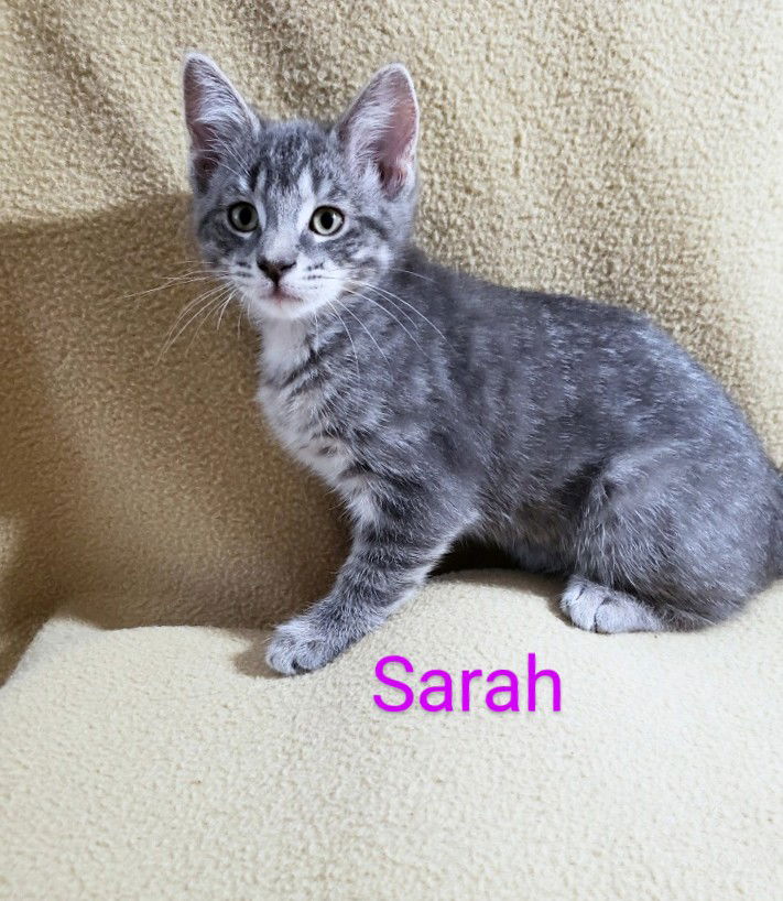 adoptable Cat in Saint Cloud, FL named Sarah