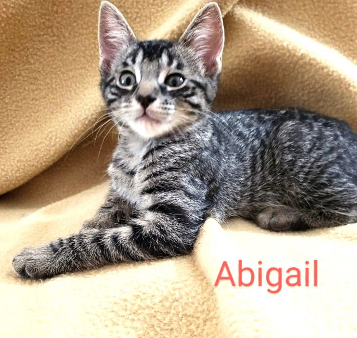 adoptable Cat in Saint Cloud, FL named Abigail