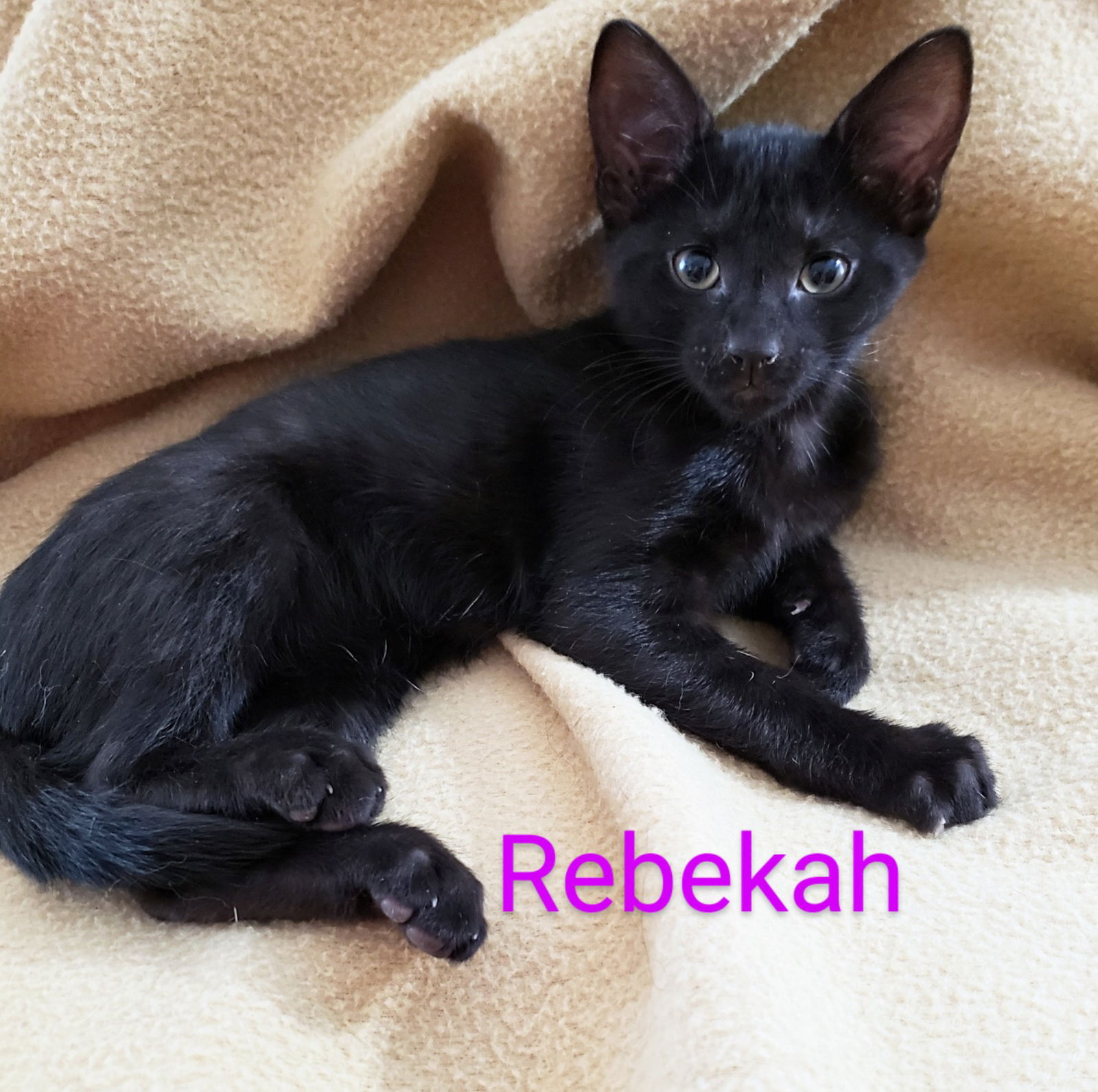 adoptable Cat in Saint Cloud, FL named Rebekah