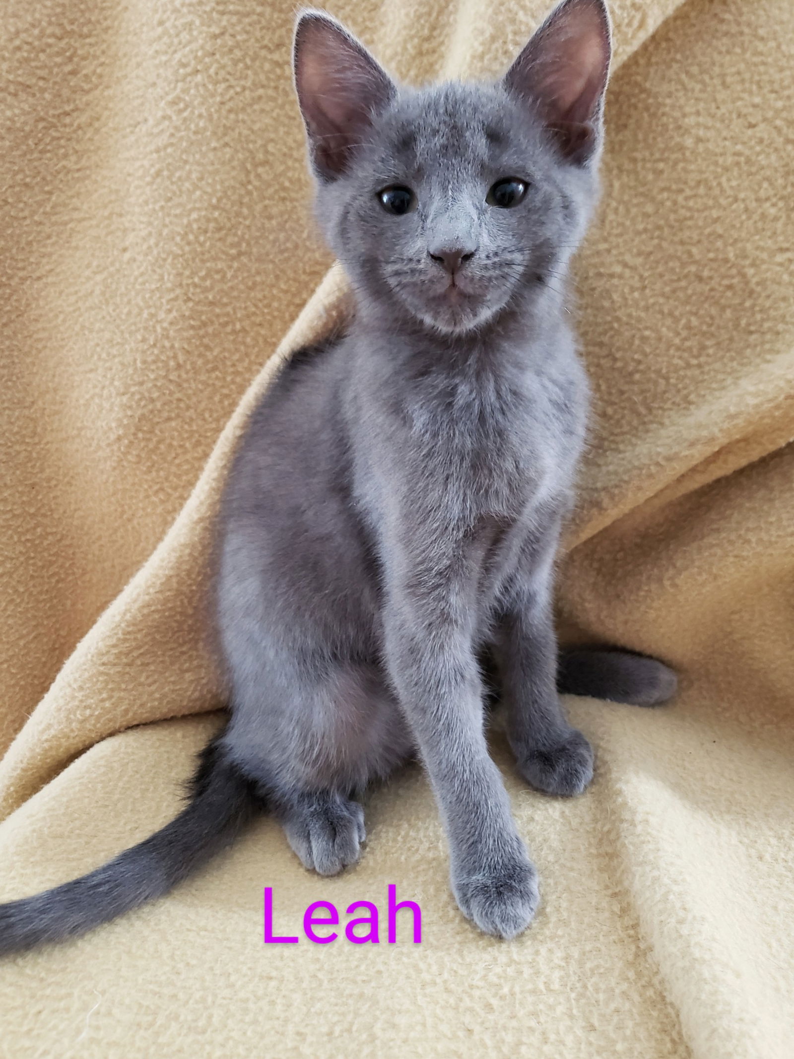 adoptable Cat in Saint Cloud, FL named Leah