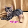 adoptable Cat in Saint Cloud, FL named Miriam