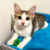 adoptable Cat in Saint Cloud, FL named Bhodi