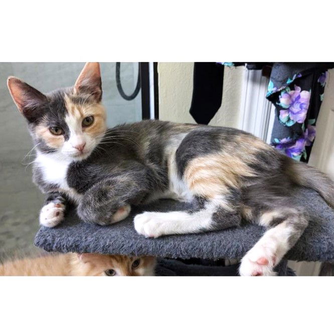 adoptable Cat in Saint Cloud, FL named Cassie