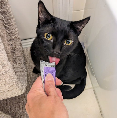CELESTE - Domestic Short Hair available for adoption