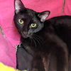 Smudge