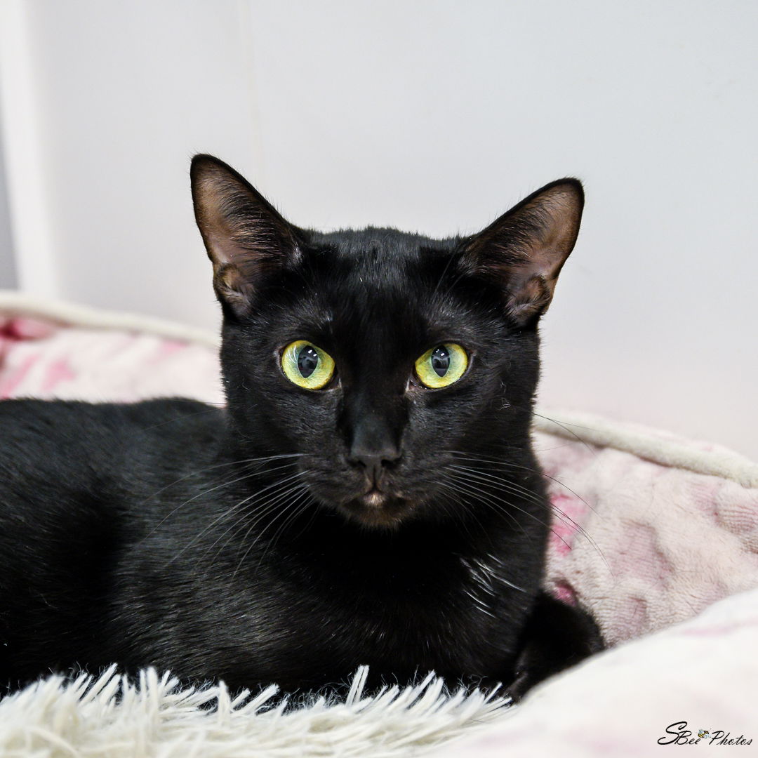 adoptable Cat in Kissimmee, FL named Smudge