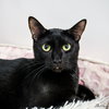 Smudge
