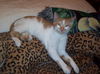 Jagr Charlton May 2009