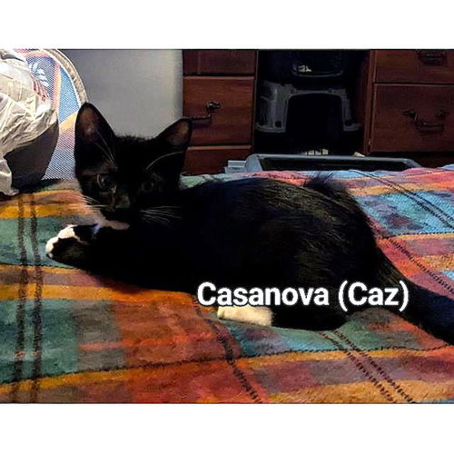 Casanova aka Caz Stein Aug 2015