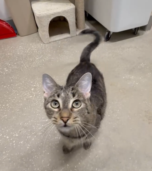 Lala, a cat for adoption from Spay The Strays, Inc.