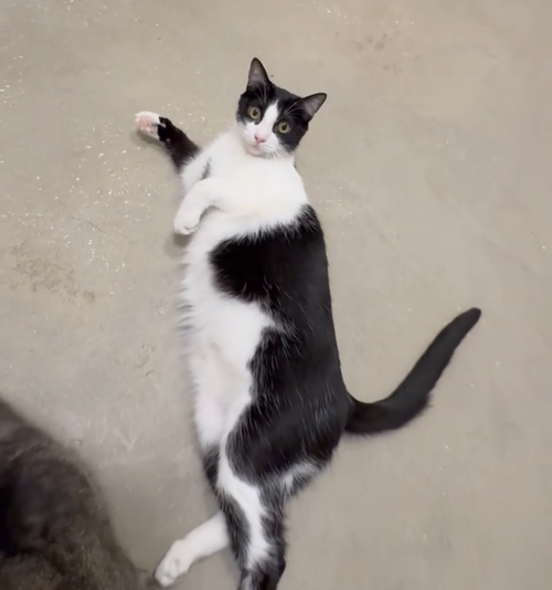 Lulu, a cat for adoption from Spay The Strays, Inc.