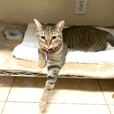 adoptable Cat in Saint Cloud, FL named Ghirardelli