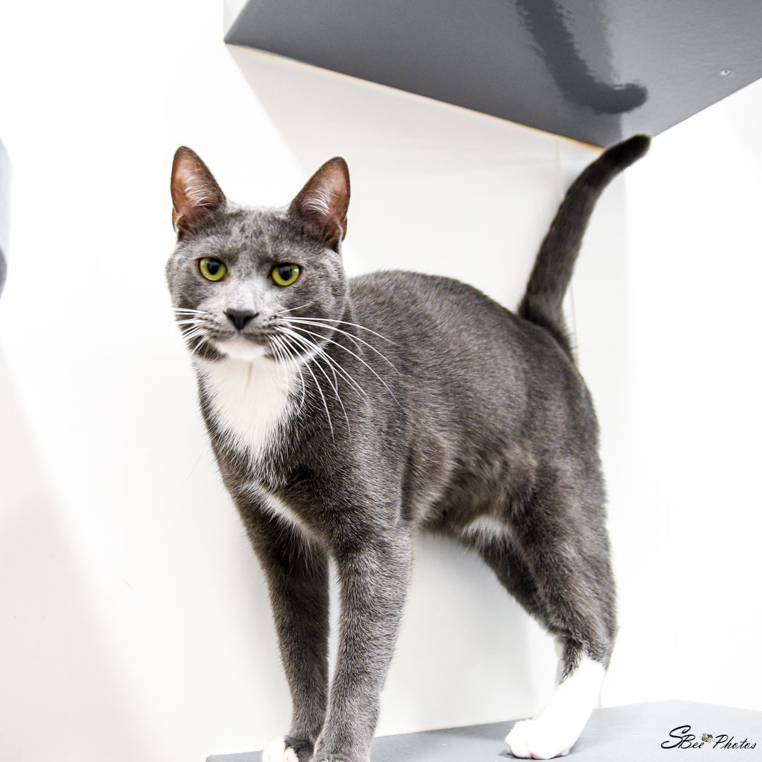 adoptable Cat in Saint Cloud, FL named Gianni