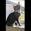 Mavis