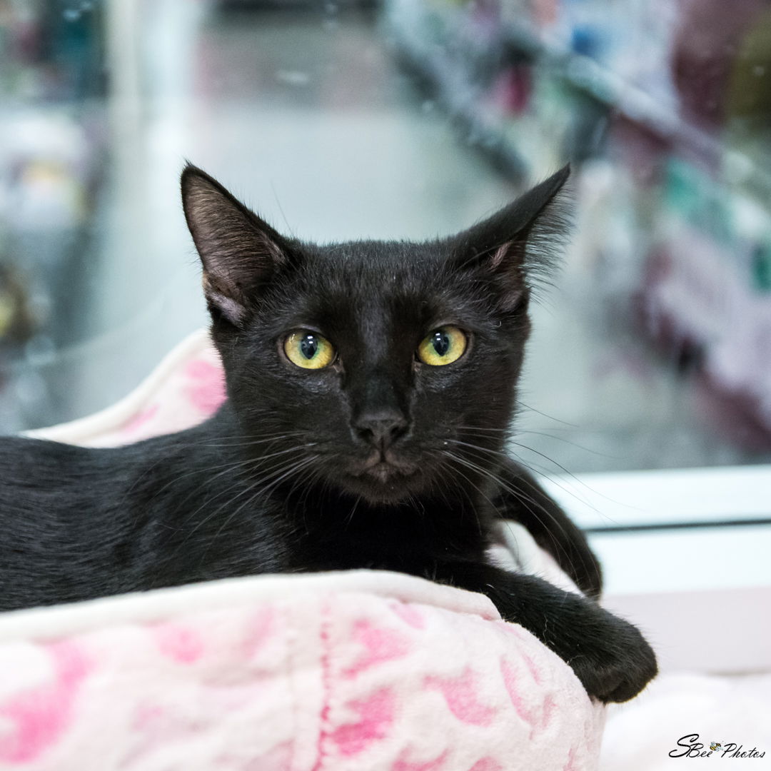 adoptable Cat in Saint Cloud, FL named Kody