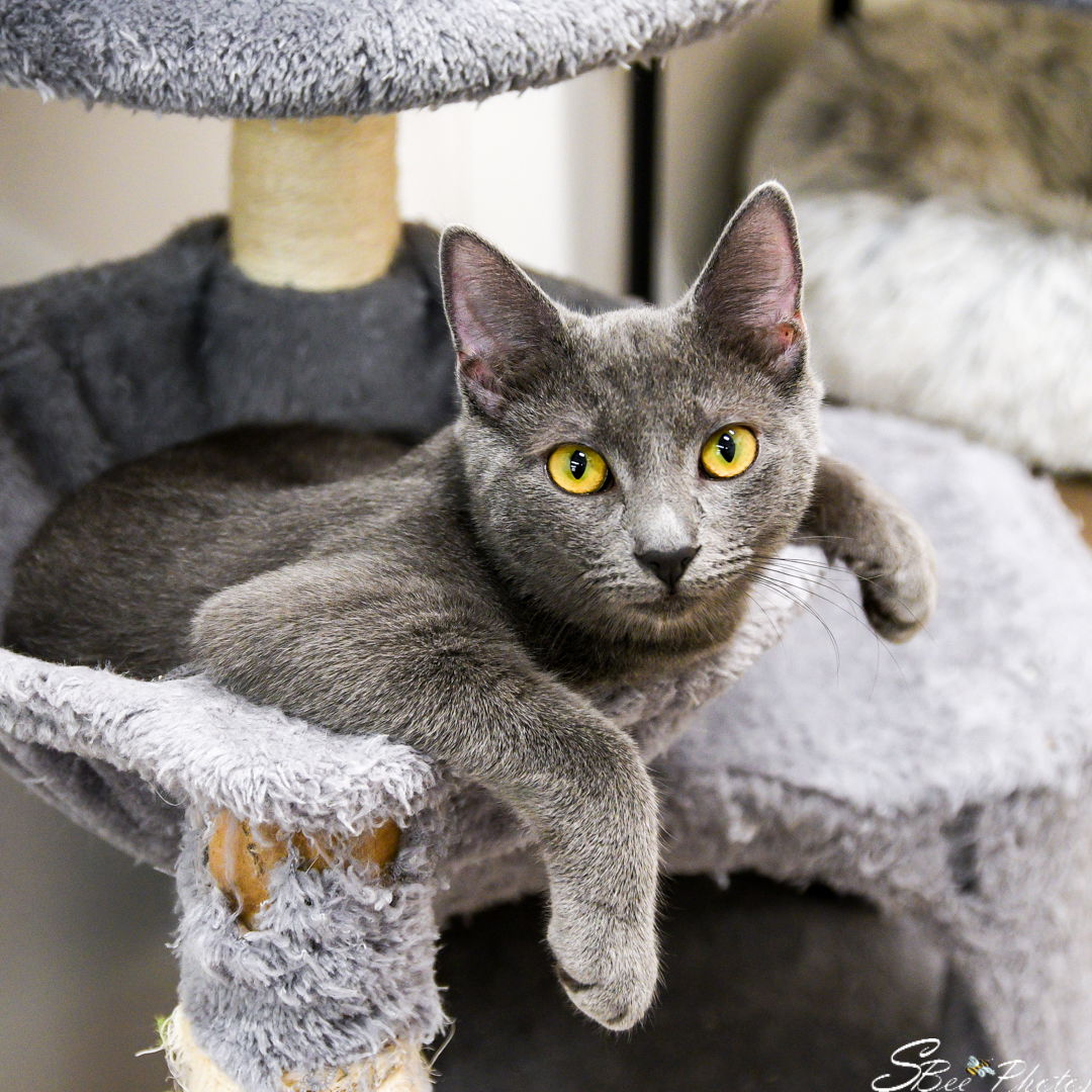 adoptable Cat in Saint Cloud, FL named Klover