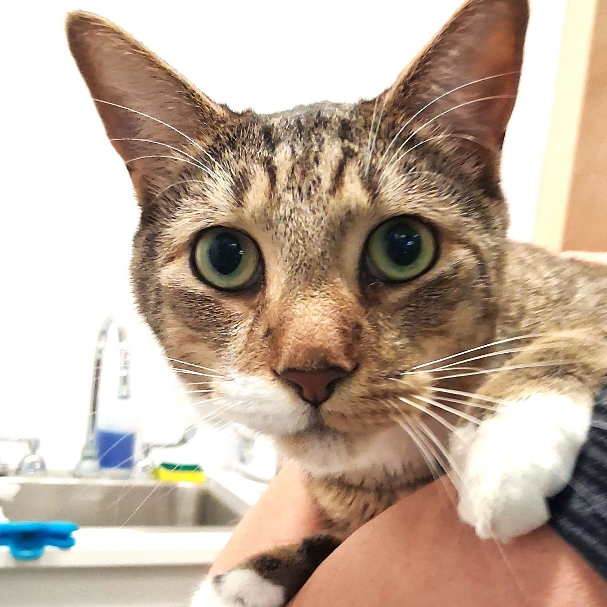 adoptable Cat in Kissimmee, FL named Oliver