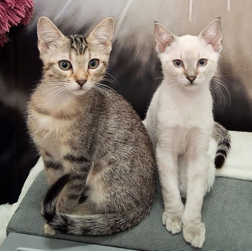 Luna fka Pepper Morales Mar 2025