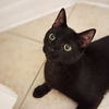 Simon
