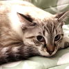 Whiskers