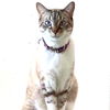 Whiskers
