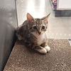 Elliott