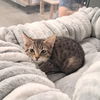 Nellie