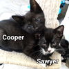 Sawyer