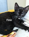 Finn