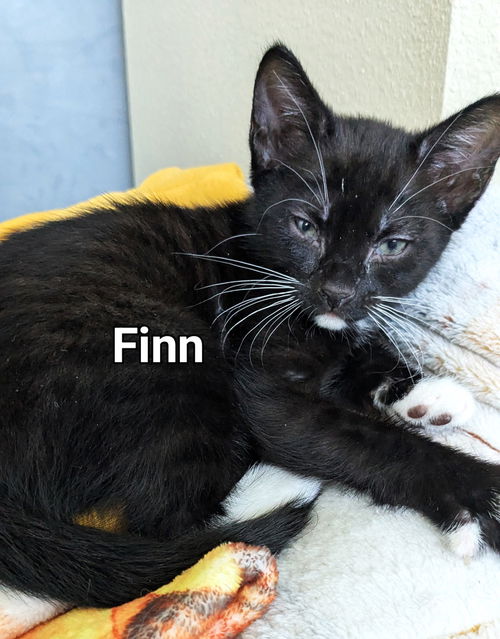 Finn