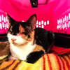 Abby