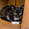 Cassian