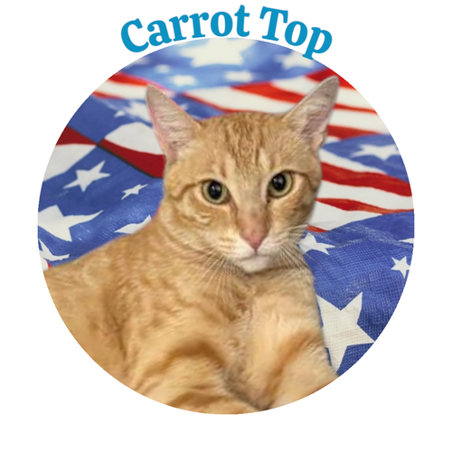 Carrot Top