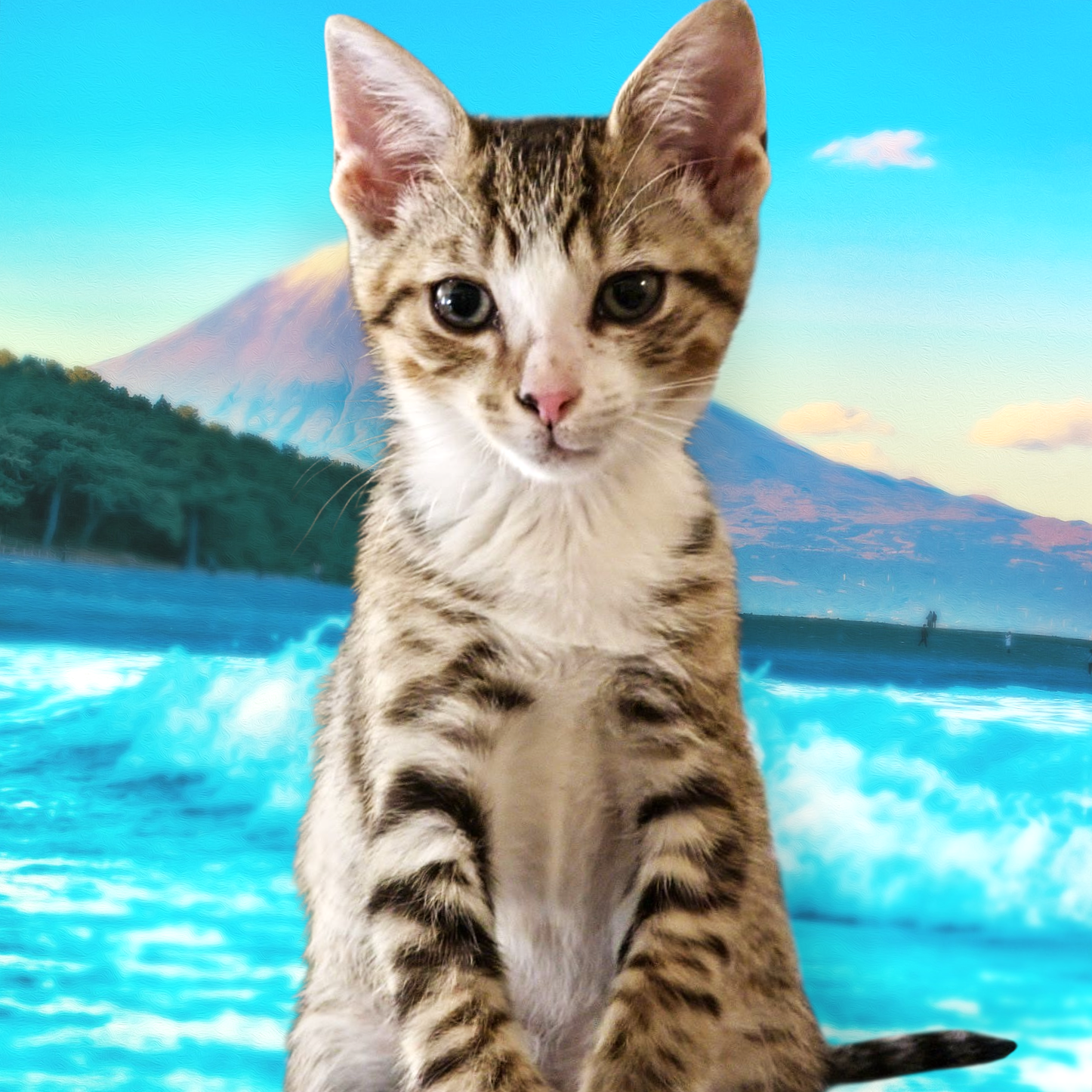 adoptable Cat in Saint Cloud, FL named Thor