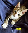 Thor