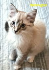 Remington