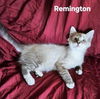 Remington