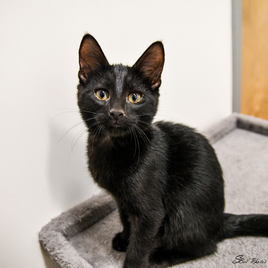 adoptable Cat in Saint Cloud, FL named Red
