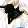 Chester