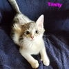 Trinity