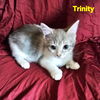 Trinity