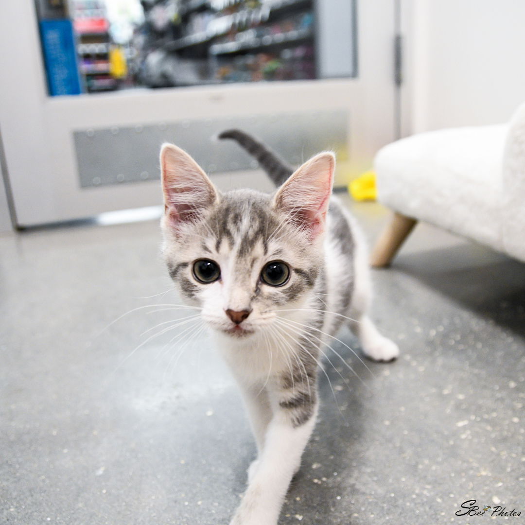 adoptable Cat in Saint Cloud, FL named Trinity