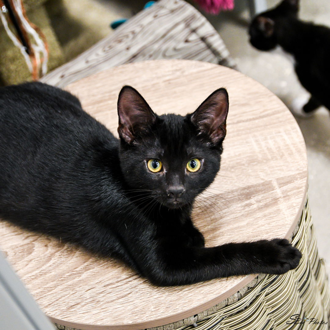 adoptable Cat in Saint Cloud, FL named Pink