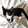 Signal